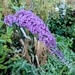 Butterfly bush 