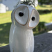 An Owl?