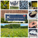 Maine Wild Blueberry Season Has Arrived