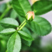 Rosebud