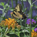 Swallowtail in the Garden by marylandgirl58