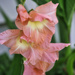 Gladiolus Beauty