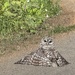 Owl and his Rodent