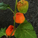 Goldenberry 
