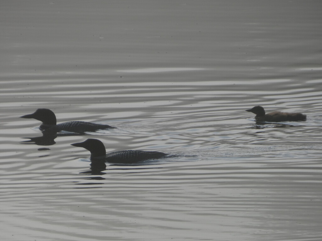The Family by jenorton