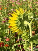 28th Jul 2025 - Sunflower Facing the Zinnias