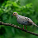 Smiling Mourning Dove