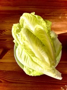 28th Jul 2025 - Just lettuce 