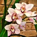 Beautiful Orchid ~