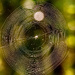 Another Spider Web for Today!
