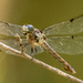 Dragon Fly on a Break! by rickster549