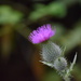 Pretty Weed