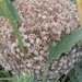 Allium at the end of July