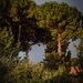 Pine trees in the morning light