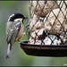 Coal tit