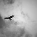Soaring