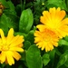 Marigolds.