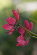 25th Jul 2025 - Cosmos x2