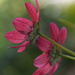 Cosmos x2