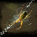 LHG_7042 Garden spider with emulsion texture