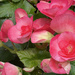 Begonias