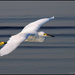 "Snowy Egret Fly By"