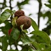 Rotten apples
