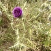 Woolly Thistle
