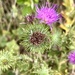 Extras - Spear Thistle
