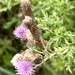 Alternate - Creeping Thistle