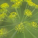 Dill Flower by gardencat