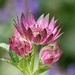 Astrantia
