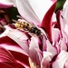 Dahlia & Wasp