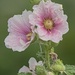 Hairy Hollyhock ?