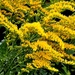 Goldenrod  by rensala