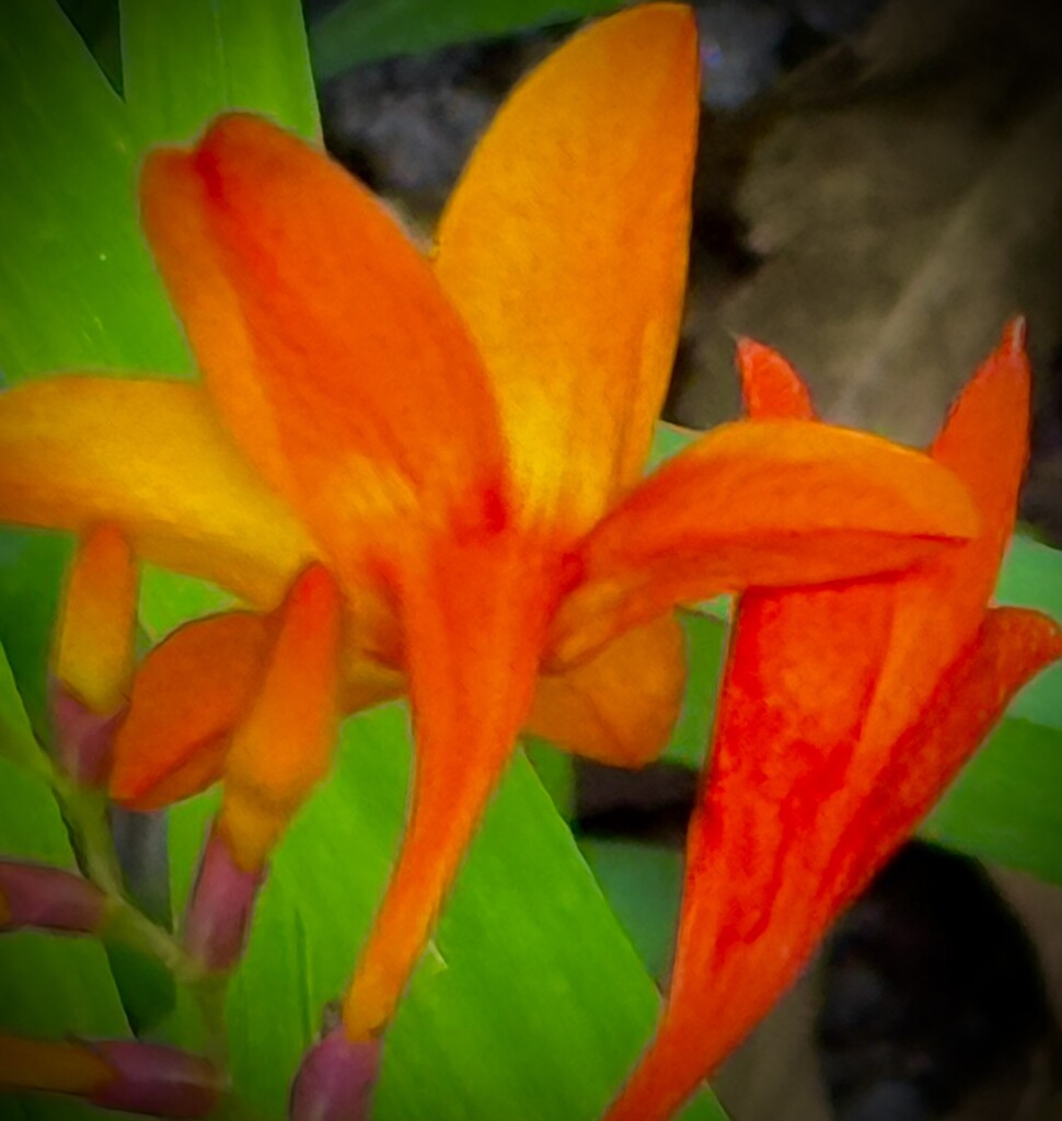 Crocosmia  by rensala