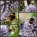 Bees on Globe Thistle by phil_sandford