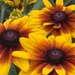 Rudbeckia by phil_sandford