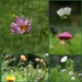 Finding a Hero Flower