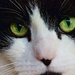Beware The Eyes Of Cubbie