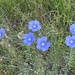 Blue Wild Flowers