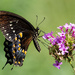 Spicebush Swallowtail