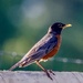 Sunbathing Robin