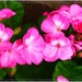 Pink geraniums