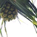 The fruit of a Pandanus tree.