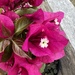 Bougainvillea 