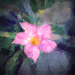  20250729  Pink Clematis a la Monet by sprphotos