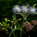 Weed, Native or Both...