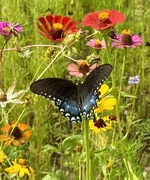 29th Jul 2025 - Blooms and Butterflies 