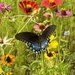Blooms and Butterflies  by calm